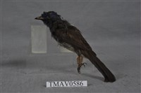 藏品(黑枕藍鶲)的圖片